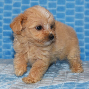 Maltipoo Puppies for Sale