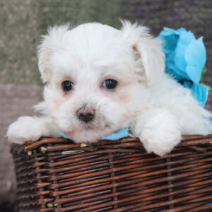 Maltipoo Puppies for Sale Ontario