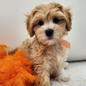 Maltipoo Puppies for Sale Toronto