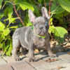 French Bulldog Puppies