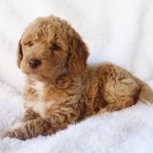 labradoodle dogs for sale