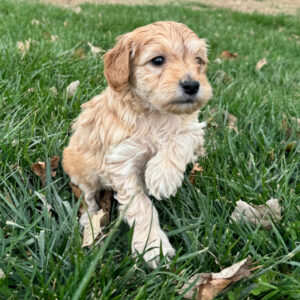 labradoodles for sale