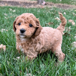 miniature Labradoodle