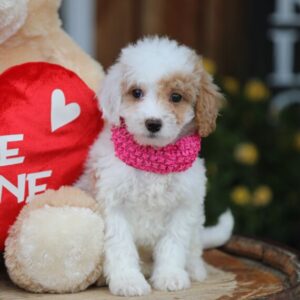 Goldendoodle for sale