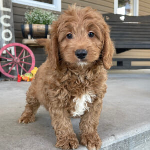 Labradoodle Puppies for Sale