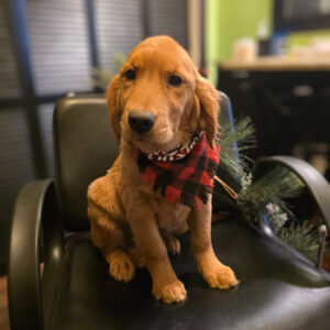 golden retriever puppies near me​