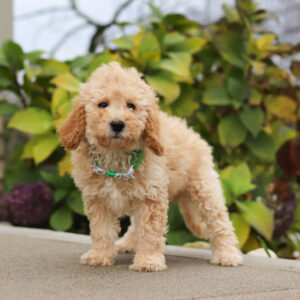 Australian labradoodle