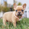 french bulldogs for sale near me