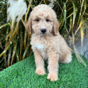 Goldendoodle Puppies for Sale