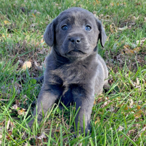 silver labrador retriever