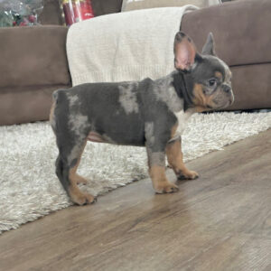 French Bulldogs for Sale