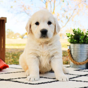 Golden Retriever puppies