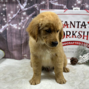 Golden retriever puppy