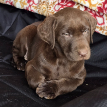 labrador retriever chocolate puppy