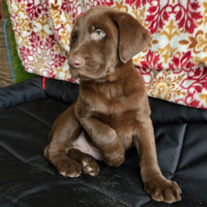 Labrador Retriever for sale